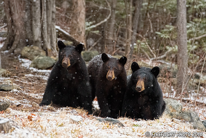 wildlife;bear;bears;black bear;Ursus americanus;Sugar Hill;NH;Cubs;snow;snowstorm;D5