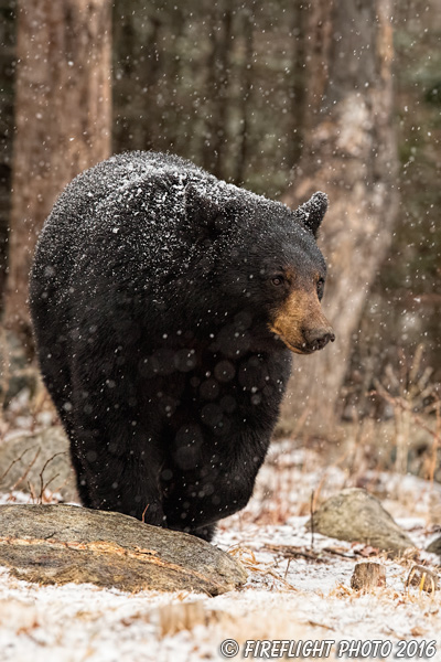 wildlife;bear;bears;black bear;Ursus americanus;Sugar Hill;NH;Cubs;snow;snowstorm;D5