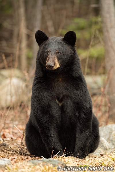 wildlife;bear;bears;black bear;Ursus americanus;Sugar Hill;NH;grass;tree;wet;D5