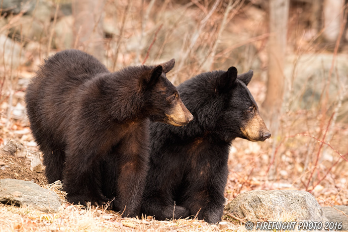 wildlife;bear;bears;black bear;Ursus americanus;Northern NH;NH;Cub;rocks;D5