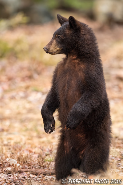 wildlife;bear;bears;black bear;Ursus americanus;Sugar Hill;NH;Cub;standing;D5