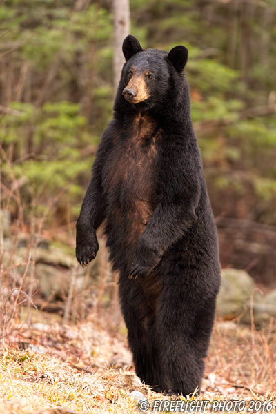 wildlife;bear;bears;black bear;Ursus americanus;Sugar Hill;NH;standing;grass;D4s