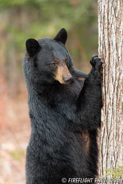 wildlife;bear;bears;black bear;Ursus americanus;Sugar Hill;NH;standing;tree;D5