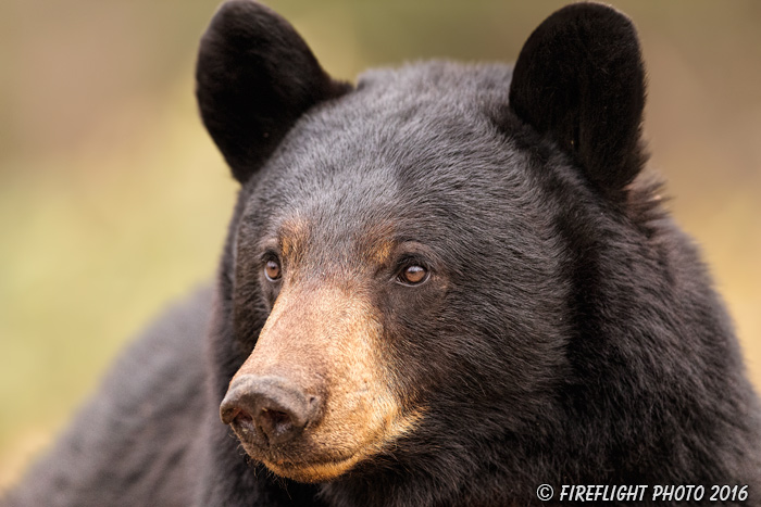 wildlife;bear;bears;black bear;Ursus americanus;Sugar Hill;NH;portrait;headshot;D5
