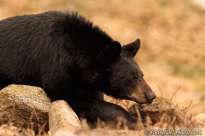wildlife;bear;bears;black bear;Ursus americanus;Northern NH;NH;rocks;D5
