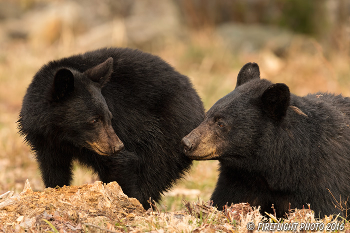 wildlife;bear;bears;black bear;Ursus americanus;Northern NH;NH;Cubs;Cub;April;D5