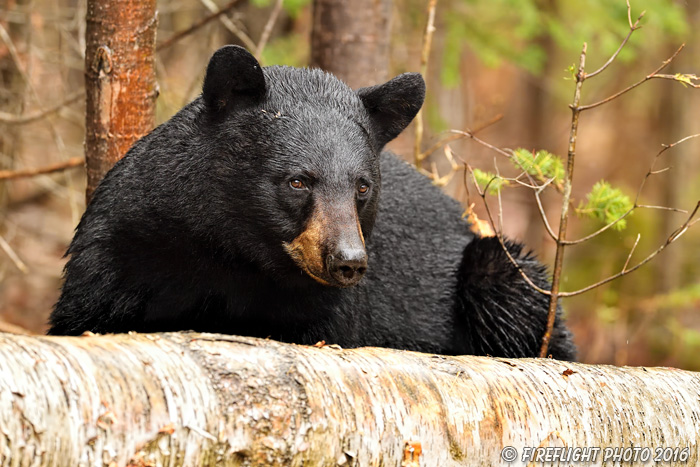 wildlife;bear;bears;black bear;Ursus americanus;Northern NH;NH;woods;male;wet;D5