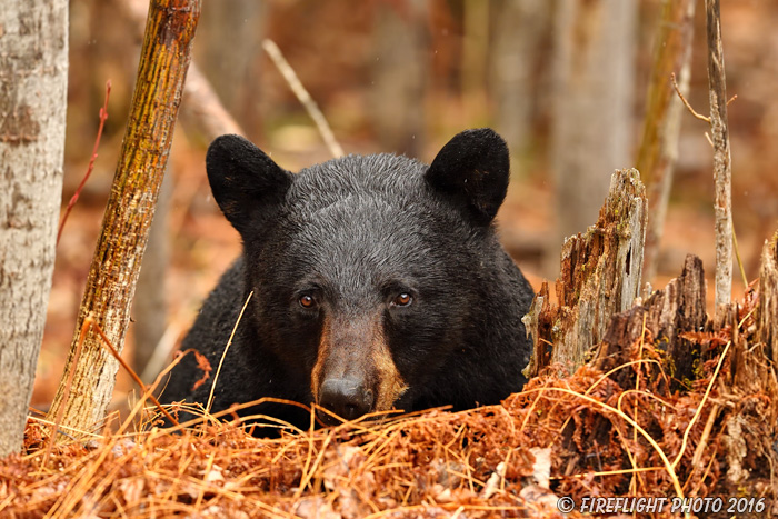 wildlife;bear;bears;black bear;Ursus americanus;Northern NH;NH;woods;male;wet;D5