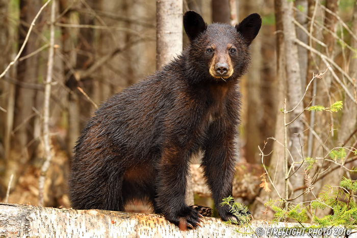 wildlife;bear;bears;black bear;Ursus americanus;2nd year Cub;Northern NHl;NH;D5