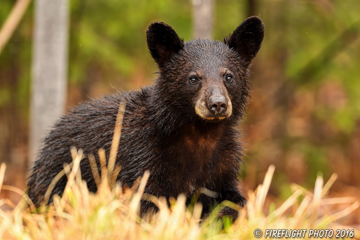 wildlife;bear;bears;black bear;Ursus americanus;Northern NH;NH;portrait;headshot;D5