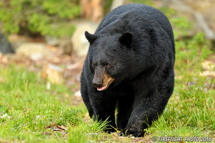 wildlife;bear;bears;black bear;Ursus americanus;Male;Northern NH;NH;grass;D5