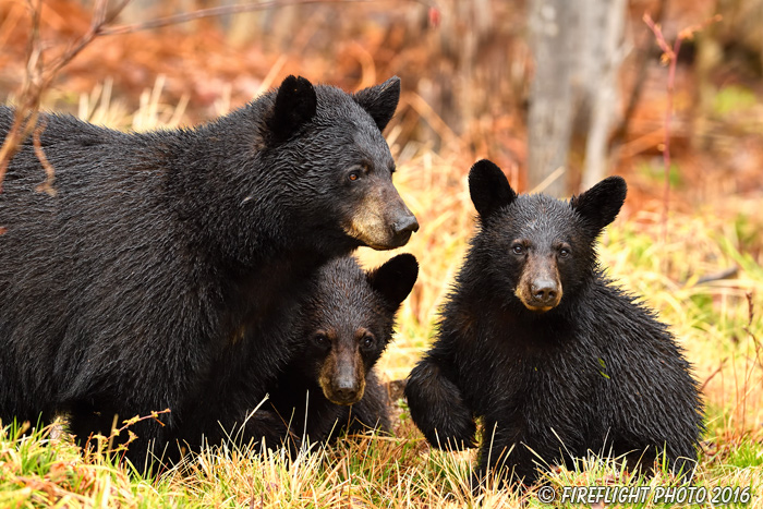 wildlife;bear;bears;black bear;Ursus americanus;Northern NH;NH;Cubs;rain;D5
