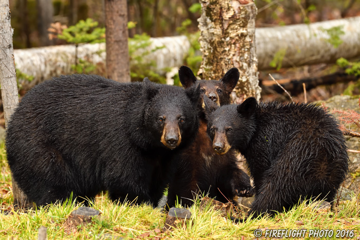 wildlife;bear;bears;black bear;Ursus americanus;Northern NH;NH;Cubs;rain;D5