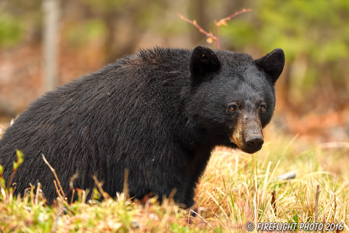 wildlife;bear;bears;black bear;Ursus americanus;Northern NH;NH;portrait;headshot;D5
