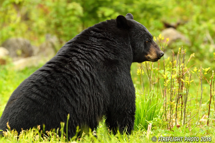wildlife;bear;bears;black bear;Ursus americanus;male;Northern NH;NH;grass;D5