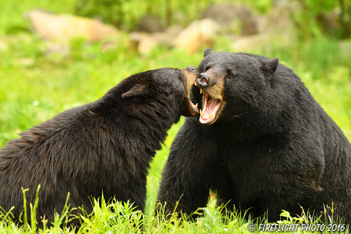 wildlife;bear;bears;black bear;Ursus americanus;Northern NH;NH;sow;boar;Mating;D5;600mm