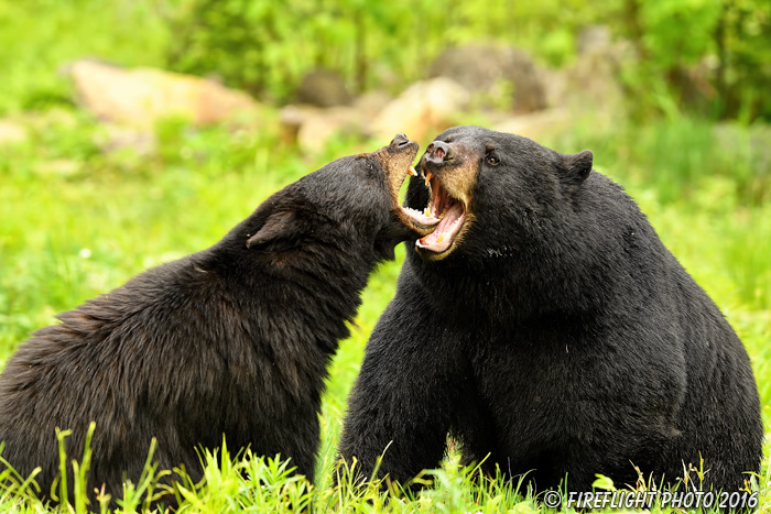 wildlife;bear;bears;black bear;Ursus americanus;Northern NH;NH;sow;boar;Mating;D5;600mm