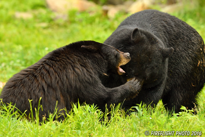 wildlife;bear;bears;black bear;Ursus americanus;Northern NH;NH;sow;boar;mating;D5;600mm