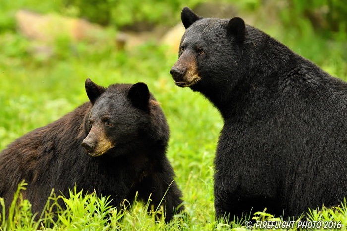 wildlife;bear;bears;black bear;Ursus americanus;Northern NH;NH;sow;boar;mating;D5;600mm