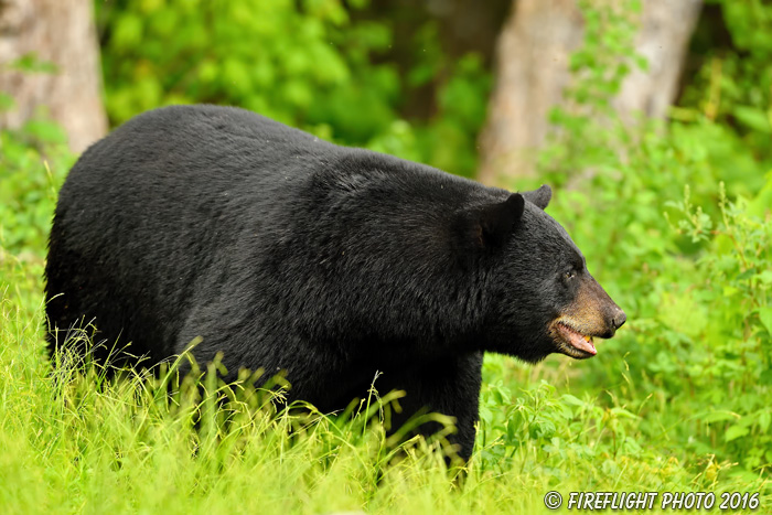 wildlife;bear;bears;black bear;Ursus americanus;male;Northern NH;NH;grass;D5