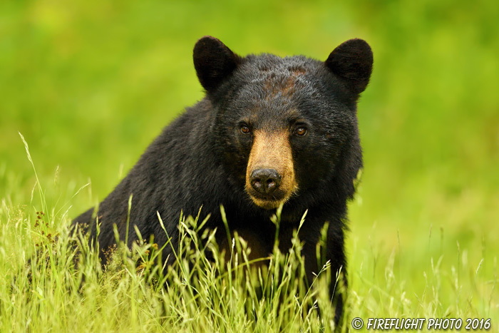 wildlife;bear;bears;black bear;Ursus americanus;Littleton;NH;portrait;headshot;grass;D5