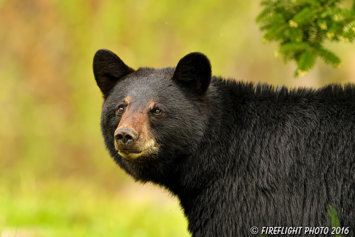wildlife;bear;bears;black bear;Ursus americanus;Sugar Hill;NH;portrait;headshot;D5