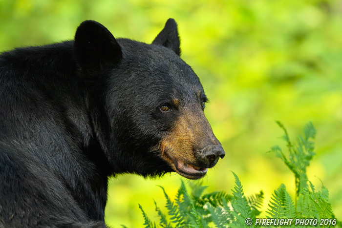 wildlife;bear;bears;black bear;Ursus americanus;Northern NH;NH;portrait;headshot;D5