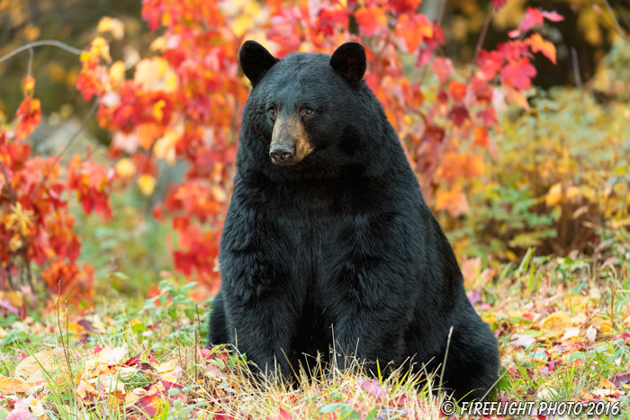 wildlife;bear;bears;black bear;Ursus americanus;Northern NH;NH;foliage;D5
