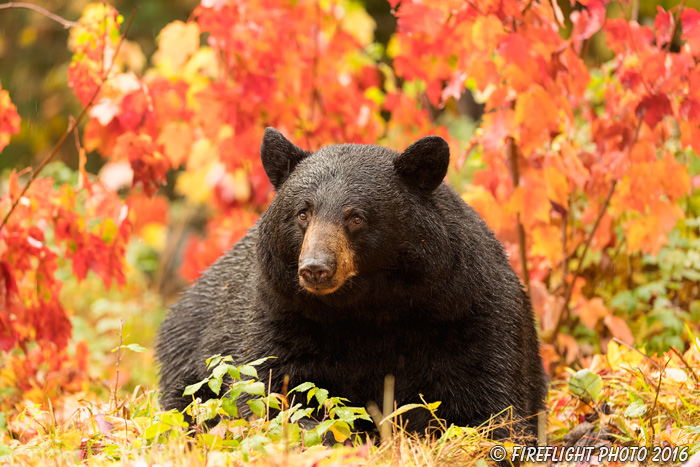 wildlife;bear;bears;black bear;Ursus americanus;Northern NH;NH;foliage;D5