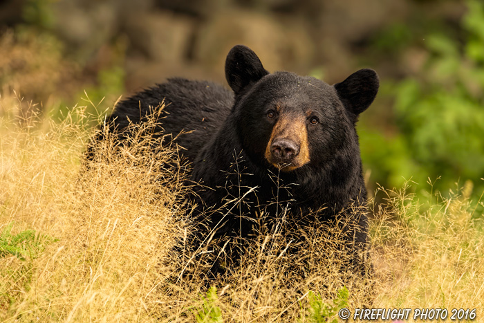 wildlife;bear;bears;black bear;Ursus americanus;Grass;Portrait;Northern NH;NH;D5