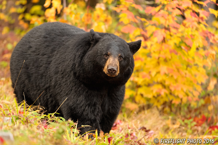 wildlife;bear;bears;black bear;Ursus americanus;Northern NH;NH;foliage;D5