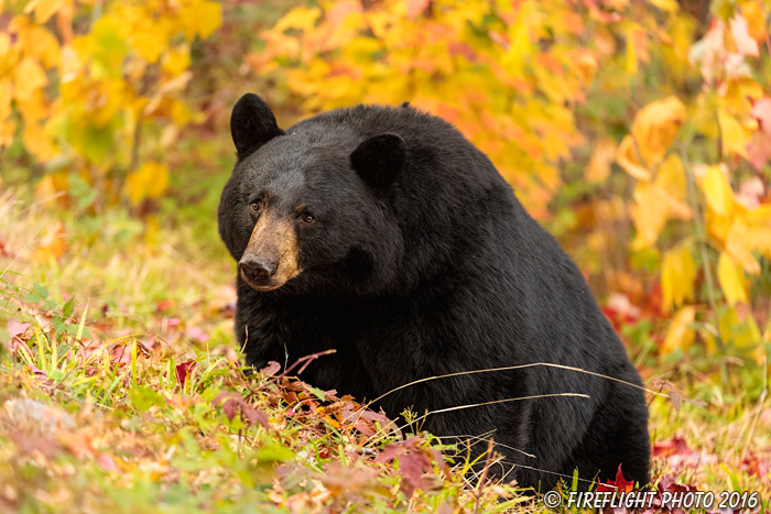 wildlife;bear;bears;black bear;Ursus americanus;Northern NH;NH;foliage;D5