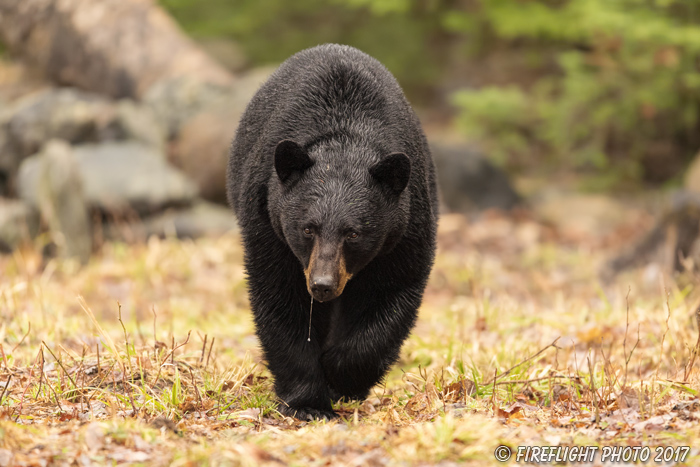 wildlife;bear;bears;black bear;Ursus americanus;Sugar Hill;NH;grass;D5