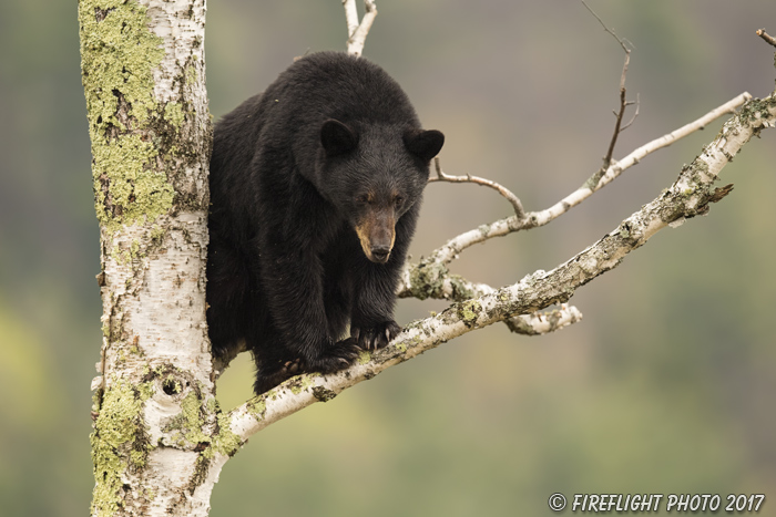 wildlife;bear;bears;black bear;Ursus americanus;North NH;NH;female;Birch;Tree;D5