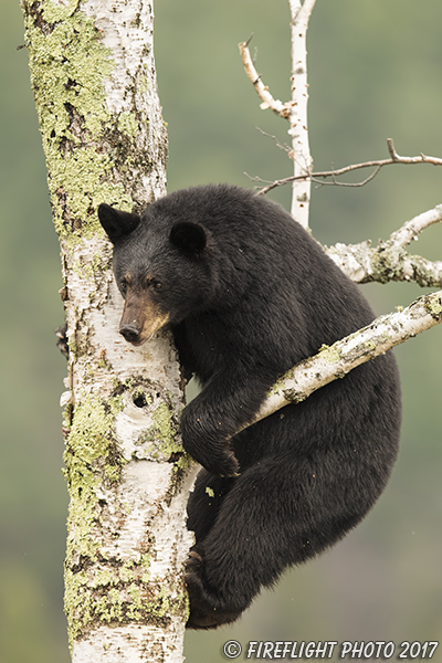 wildlife;bear;bears;black bear;Ursus americanus;North NH;NH;female;Birch;Tree;D5