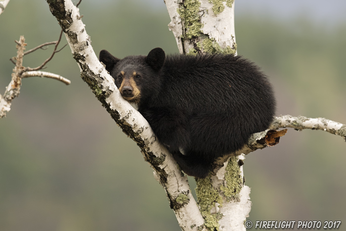 wildlife;bear;bears;black bear;Ursus americanus;North NH;NH;cub;Birch;Tree;D5