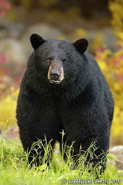 wildlife;bear;bears;black bear;Ursus americanus;North NH;NH;portrait;Foliage;D5