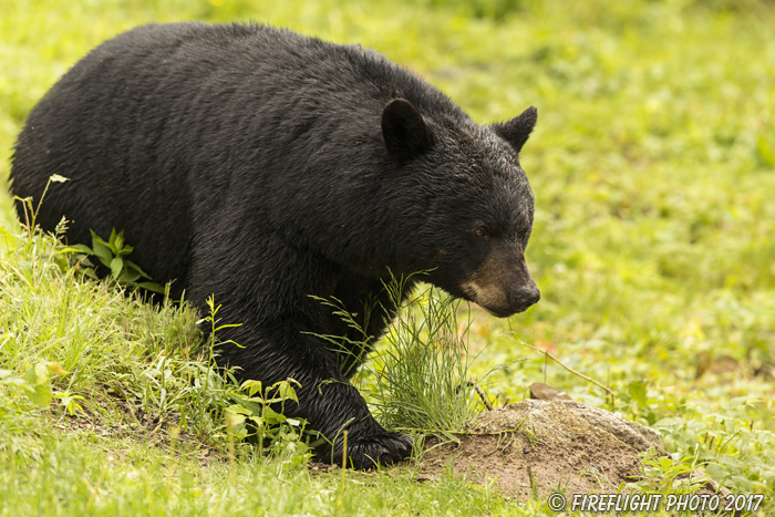 wildlife;bear;bears;black bear;Ursus americanus;North NH;NH;grass;male;field;D5