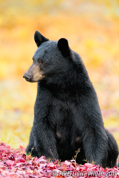 wildlife;bear;bears;black bear;Ursus americanus;North NH;NH;Fall;Foliage;maple;D850