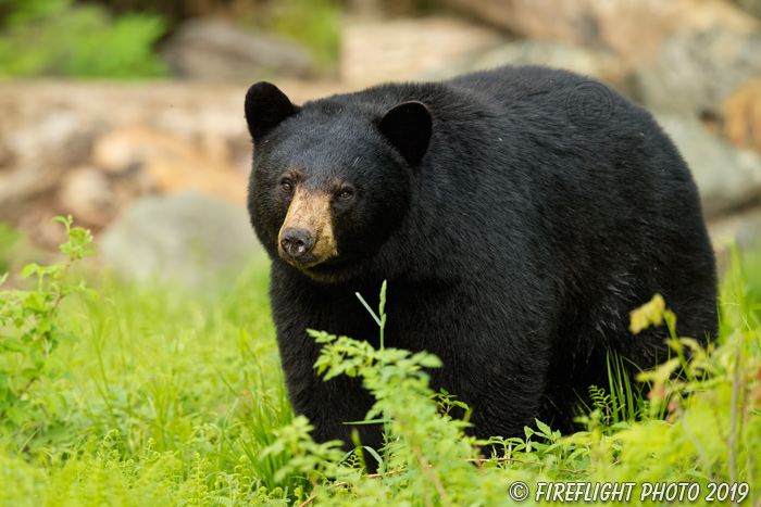 wildlife;bear;bears;black bear;Ursus americanus;North NH;NH;grass;D4s