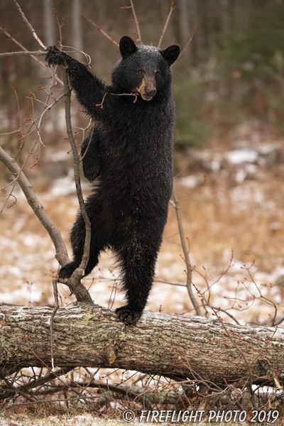wildlife;bear;bears;black bear;Ursus americanus;Sugar Hill;NH;Cubs;D5