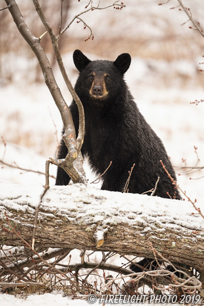 wildlife;bear;bears;black bear;Ursus americanus;North NH;NH;Snow;D5