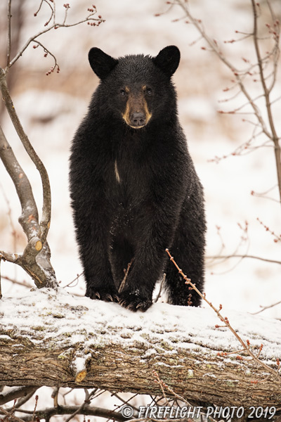 wildlife;bear;bears;black bear;Ursus americanus;North NH;NH;Snow;D5