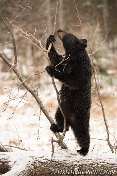 wildlife;bear;bears;black bear;Ursus americanus;North NH;NH;Snow;D5