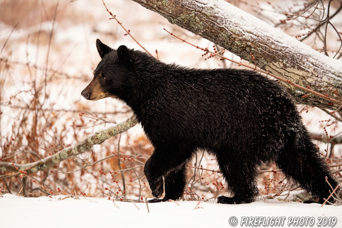 wildlife;bear;bears;black bear;Ursus americanus;North NH;NH;Tree;Snow;D5