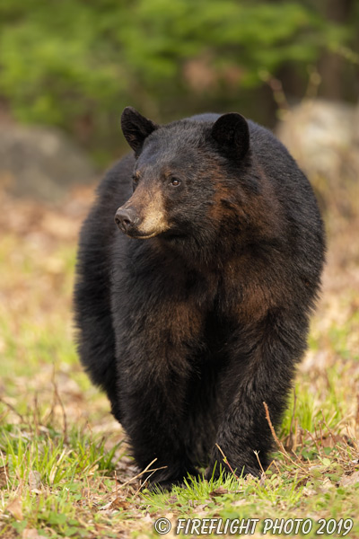 wildlife;bear;bears;black bear;Ursus americanus;cinnamon;North NH;NH;D850