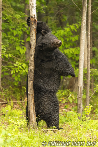 wildlife;bear;bears;black bear;Ursus americanus;North NH;NH;tree;male;D5