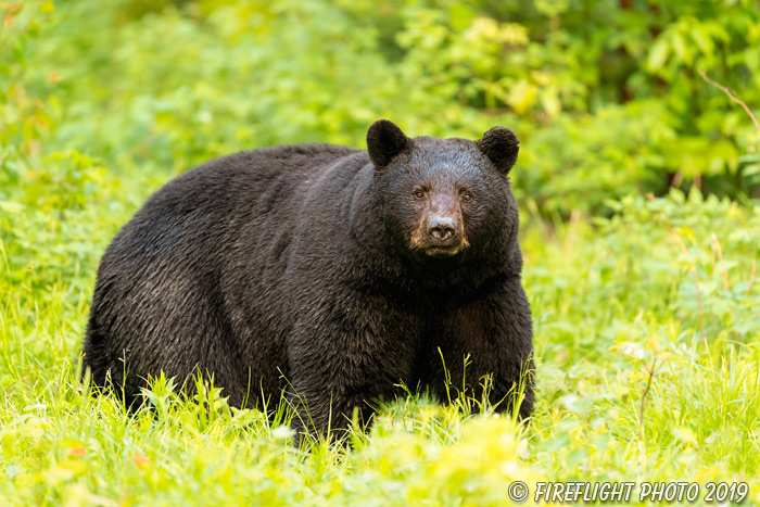 wildlife;bear;bears;black bear;Ursus americanus;male;Northern NH;NH;field;D5