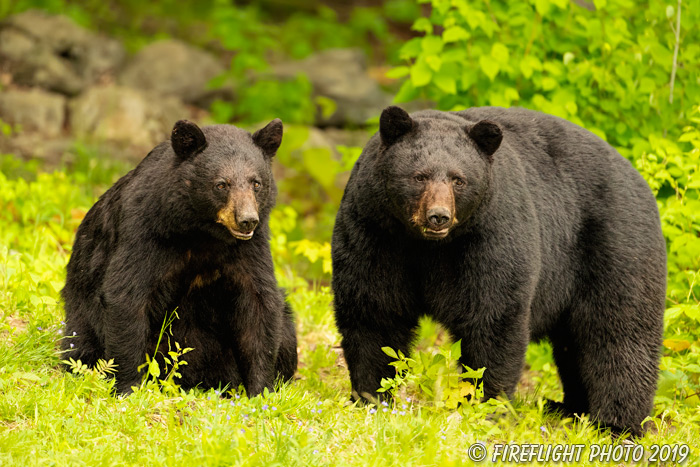 wildlife;bear;bears;black bear;Ursus americanus;male;female;Northern NH;NH;field;D5