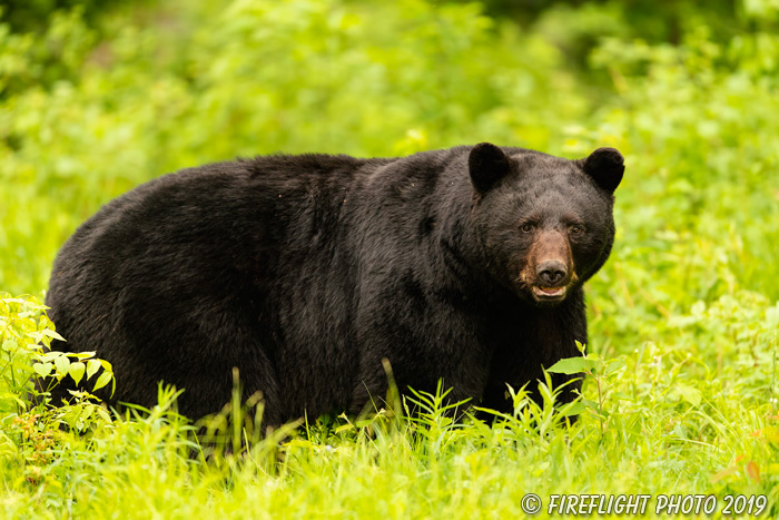 wildlife;bear;bears;black bear;Ursus americanus;male;Northern NH;NH;field;D5